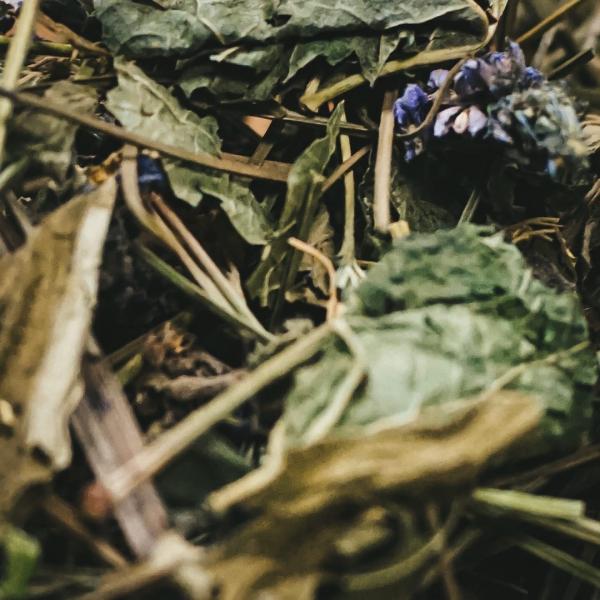 Травяной чай «Эпос долголетия» с геранью и смородиной