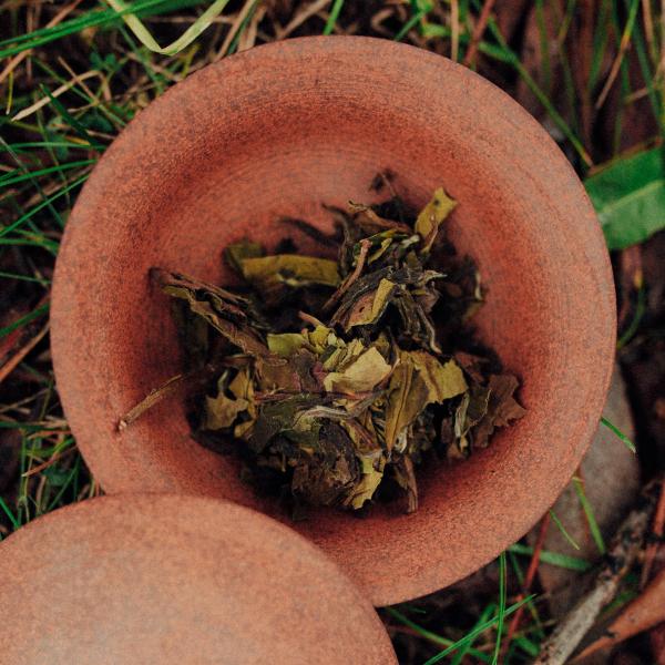 Бай Му Дань «Белый пион» 2023 г. Бай Му Дань «Белый пион» 2023 г.